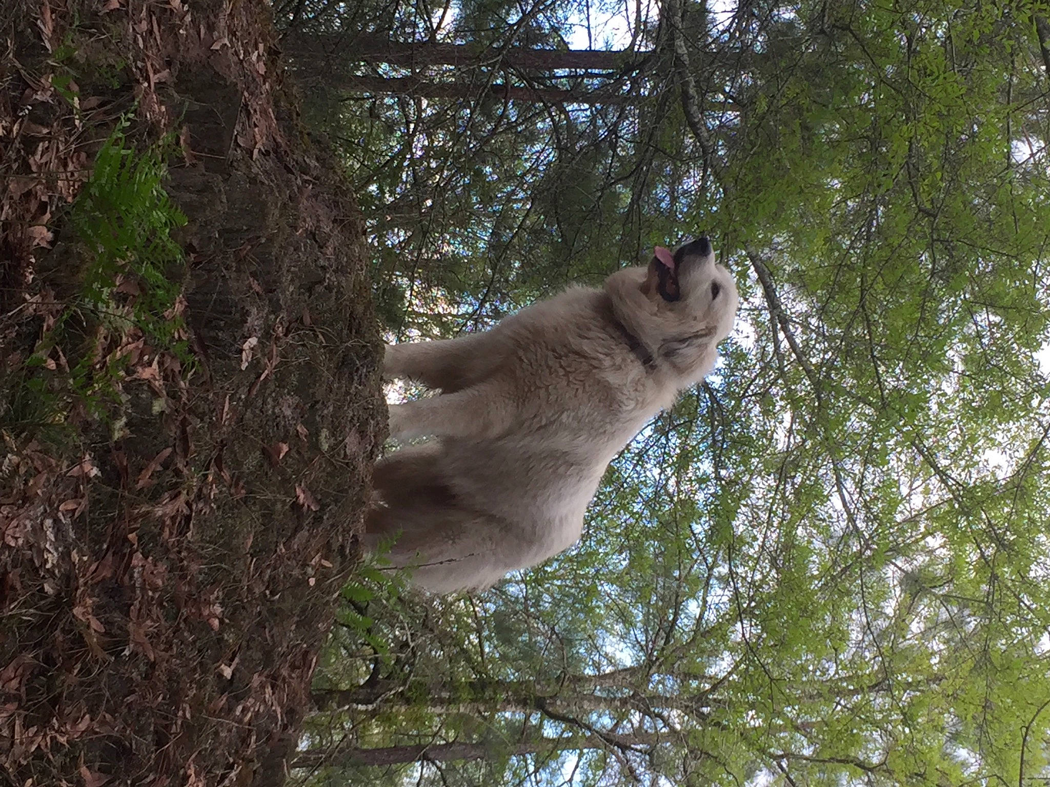 Sky is registered to the contest to win money with this photo: big_cats, branch, carnivore, eye, fawn, felidae, forest, fur, grass, marsupial, plant, small_to_medium_sized_cats, snout, tail, terrestrial_animal, tree, trunk, twig, wood, woodland