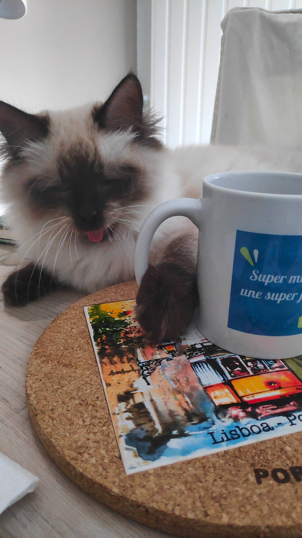 Stuart participe au concours pour gagner de l'argent avec cette photo : birman, book, carnivore, cat, cup, drinkware, felidae, flooring, font, fur, mug, publication, room, serveware, small_to_medium_sized_cats, table, tableware, tail, whiskers