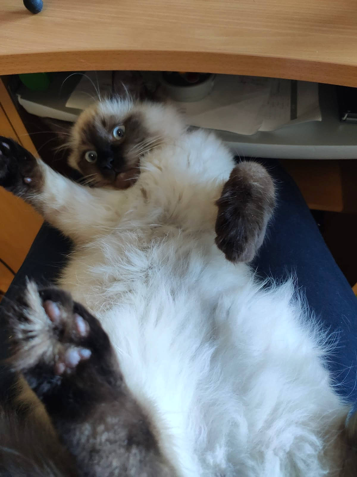 Stuart participe au concours pour gagner de l'argent avec cette photo : balinese, birman, carnivore, cat, companion_dog, dog_breed, felidae, fur, natural_material, ragdoll, siamese, small_to_medium_sized_cats, tail, terrestrial_animal, whiskers