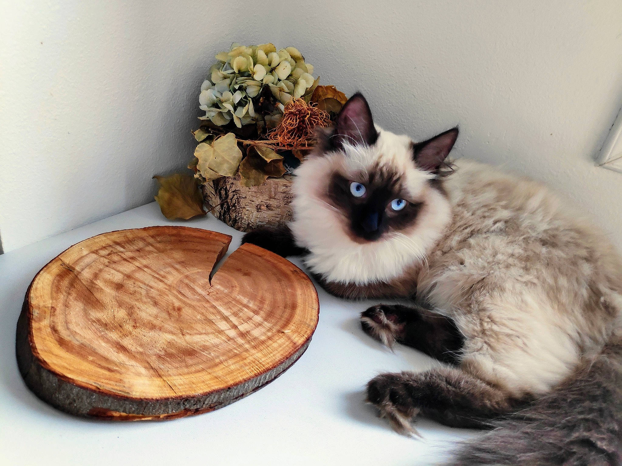 Stuart participe au concours pour gagner de l'argent avec cette photo : bag, birman, carnivore, cat, comfort, dishware, fawn, felidae, fur, furniture, hat, plate, serveware, siamese, small_to_medium_sized_cats, table, tableware, tail, whiskers, wood