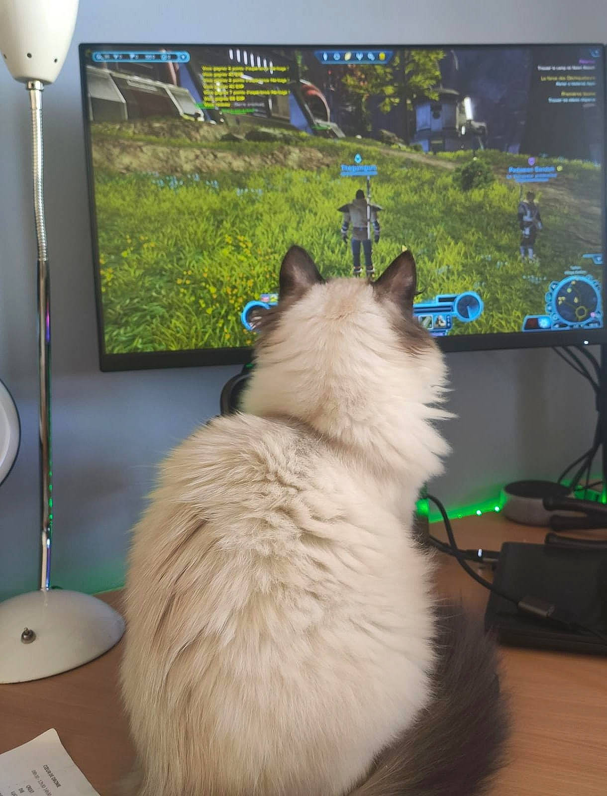 Stuart participe au concours pour gagner de l'argent avec cette photo : canidae, carnivore, companion_dog, dog_breed, electronic_device, fawn, felidae, fur, gadget, german_spitz_mittel, output_device, picture_frame, plant, small_to_medium_sized_cats, snout, spitz, sporting_group, tail, television_set, whiskers