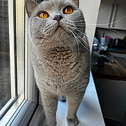 Aura is registered to the contest to win money with this photo: amber_eyes, animal, cat, closeup, curious, cute, domestic_cat, feline, gray_cat, home, indoor, kitchen, looking_up, natural_light, pet, plush_fur, portrait, soft_light, whiskers, windowsill