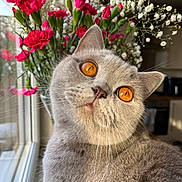 Aura joined the competition — help win amazing prizes! cat, grey_cat, amber_eyes, flower_vase, pink_flowers, white_flowers, window, natural_light, indoor, closeup, pet, whiskers, feline, curious, soft_fur, domestic_animal, houseplant, still_life, kitchen, portrait