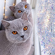 Juno joined the competition — help win amazing prizes! cat, gray_cat, pets, window, amber_eyes, twinkling_lights, fairy_lights, decorations, cozy, feline, cute, domestic_cat, two_cats, closeup, indoor, curious, soft_light, whiskers, face, fur