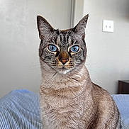 Silver is registered to the contest to win money with this photo: cat, blue_eyes, striped_bedspread, fur, indoor, pet, animal, domestic_cat, sitting, portrait, whiskers, ears, feline, close_up, looking_at_camera, striped, tabby, calm, household, cute