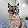 cat, blue_eyes, striped_bedspread, fur, indoor, pet, animal, domestic_cat, sitting, portrait, whiskers, ears, feline, close_up, looking_at_camera, striped, tabby, calm, household, cute