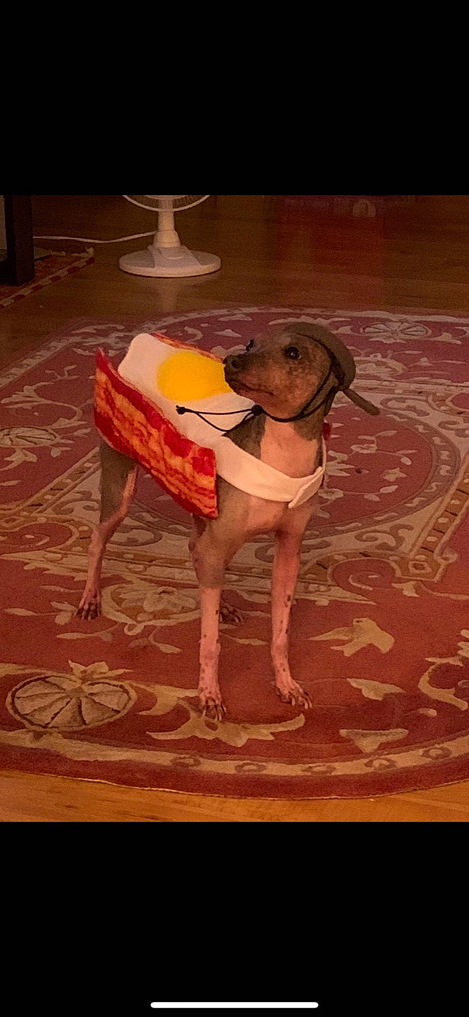 Astro joined the competition — help win amazing prizes! art, canidae, carnivore, companion_dog, dog, dog_breed, dog_supply, fawn, flooring, hardwood, human_leg, hunting_dog, liver, pattern, sporting_group, tail, thigh, visual_arts, wood, working_animal