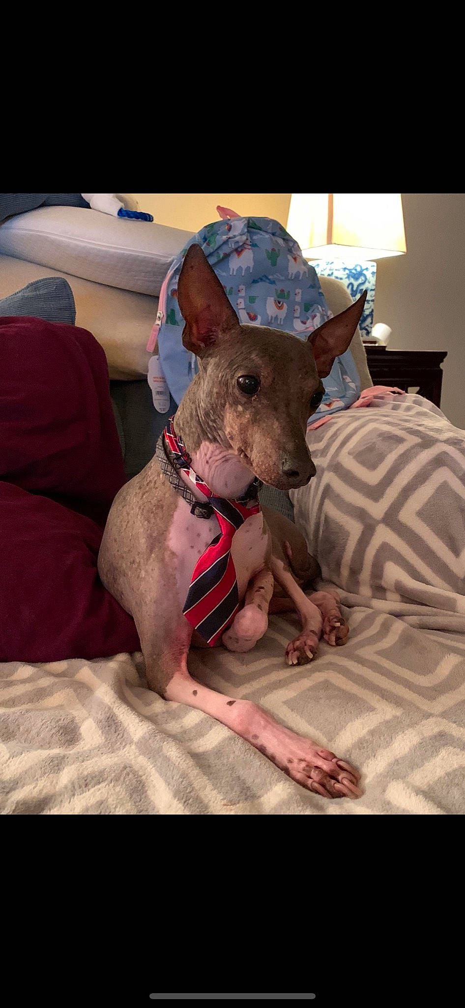 Astro is registered to the contest to win money with this photo: canidae, carnivore, collar, comfort, companion_dog, couch, dog, dog_breed, dog_collar, dog_supply, ear, fawn, mexican_hairless_dog, peruvian_hairless_dog, snout, sporting_group, tie, toy_dog, whiskers, working_animal