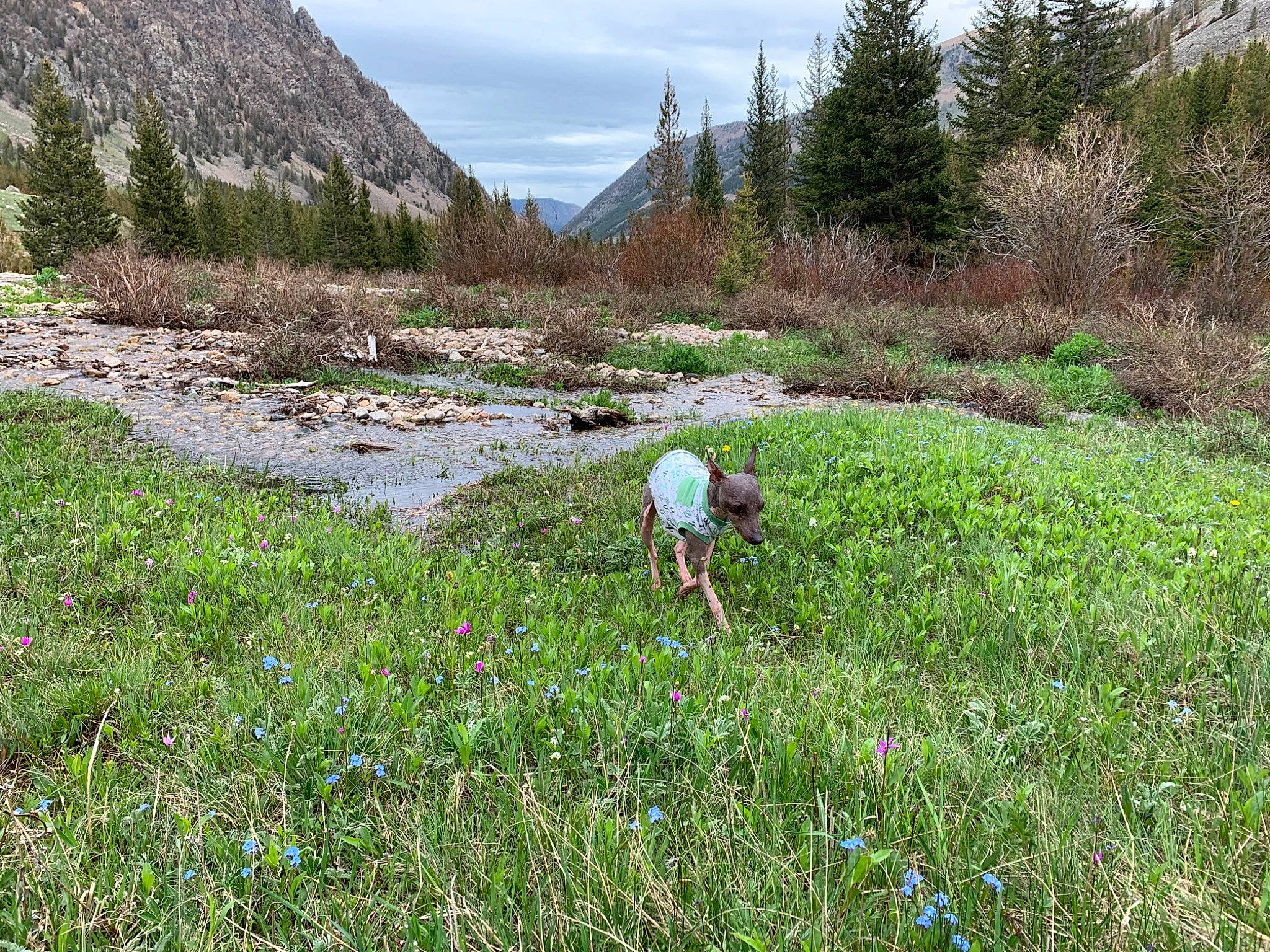 Astro is registered to the contest to win money with this photo: agriculture, cloud, ecoregion, flower, grass, grassland, groundcover, landscape, larch, meadow, mountain, mountain_range, natural_landscape, people_in_nature, plant, plant_community, recreation, shrub, sky, tree