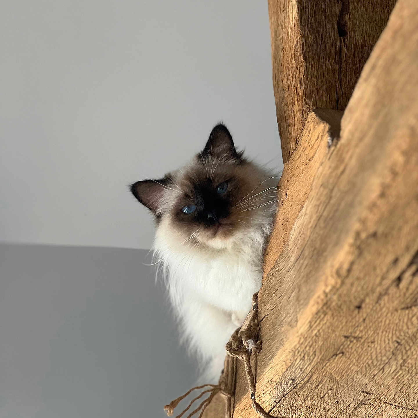 Prélude participe au concours pour gagner de l'argent avec cette photo : accessories, angora, animal, cat, driftwood, hardwood, hole, kitten, manx, pet, plywood, siamese, strap, wood
