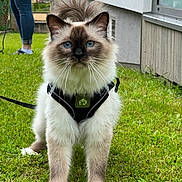 Prélude participe au concours pour gagner de l'argent avec cette photo : accessories, adult, animal, backyard, cat, clothing, female, footwear, grass, lawn, nature, outdoors, pants, person, pet, plant, shoe, strap, woman, yard