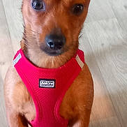 Spyd participe au concours pour gagner de l'argent avec cette photo : alert, animal, brown_dog, canine, companion, cute, dog, domestic, ears_up, fur, household, indoor, looking_up, paw, pet, red_harness, short_hair, sitting, small_dog, wooden_floor