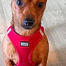 alert, animal, brown_dog, canine, companion, cute, dog, domestic, ears_up, fur, household, indoor, looking_up, paw, pet, red_harness, short_hair, sitting, small_dog, wooden_floor
