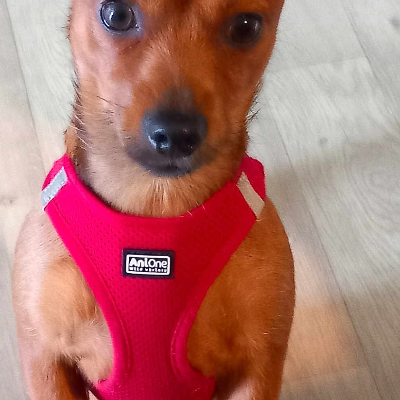 Spyd participe au concours pour gagner de l'argent avec cette photo : alert, animal, brown_dog, canine, companion, cute, dog, domestic, ears_up, fur, household, indoor, looking_up, paw, pet, red_harness, short_hair, sitting, small_dog, wooden_floor