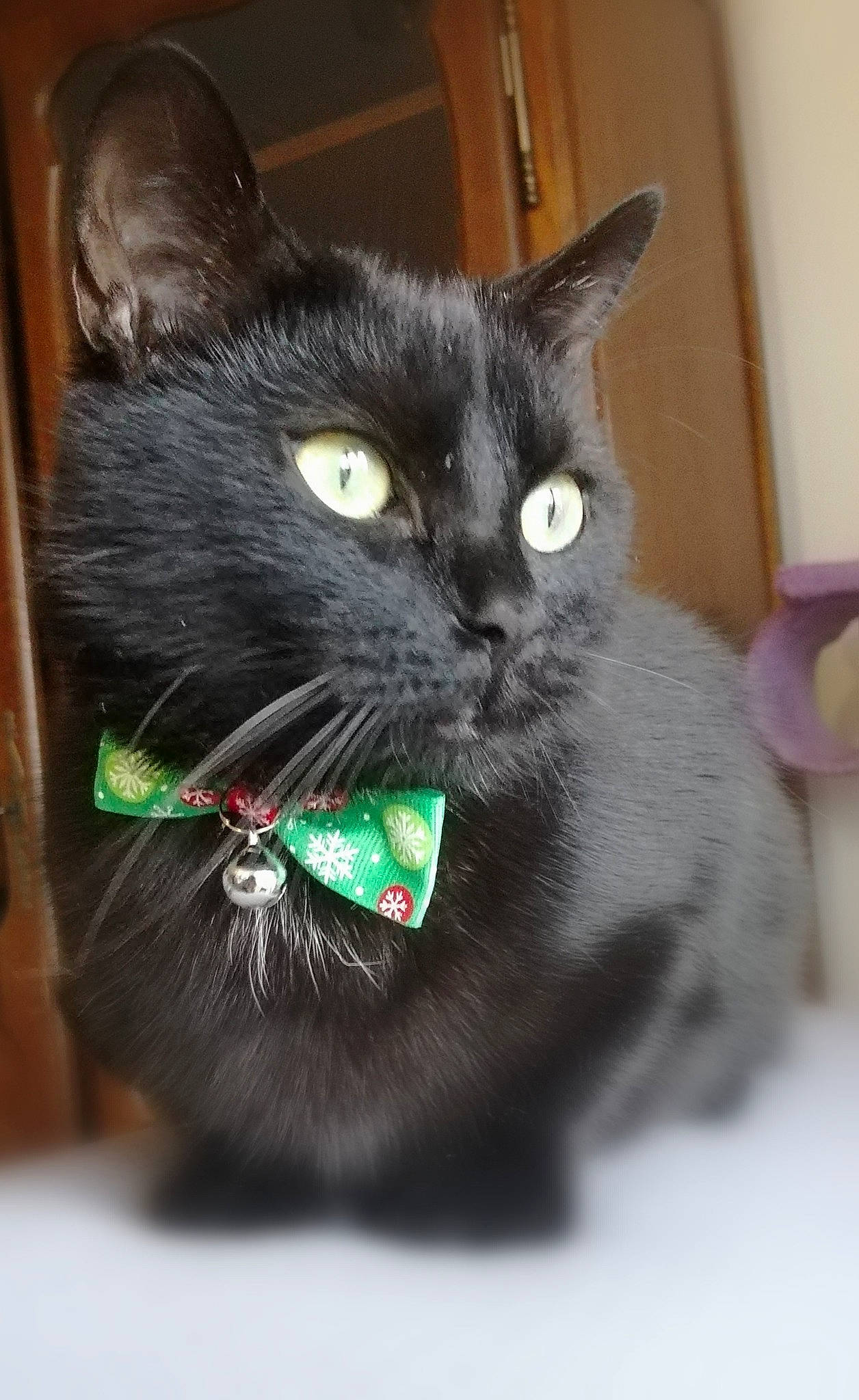 Reese participe au concours pour gagner de l'argent avec cette photo : asian, black_cat, bombay, carnivore, cat, domestic_short_haired_cat, ear, european_shorthair, eye, felidae, kitten, korat, mammal, nebelung, small_to_medium_sized_cats, snout, vertebrate, whiskers