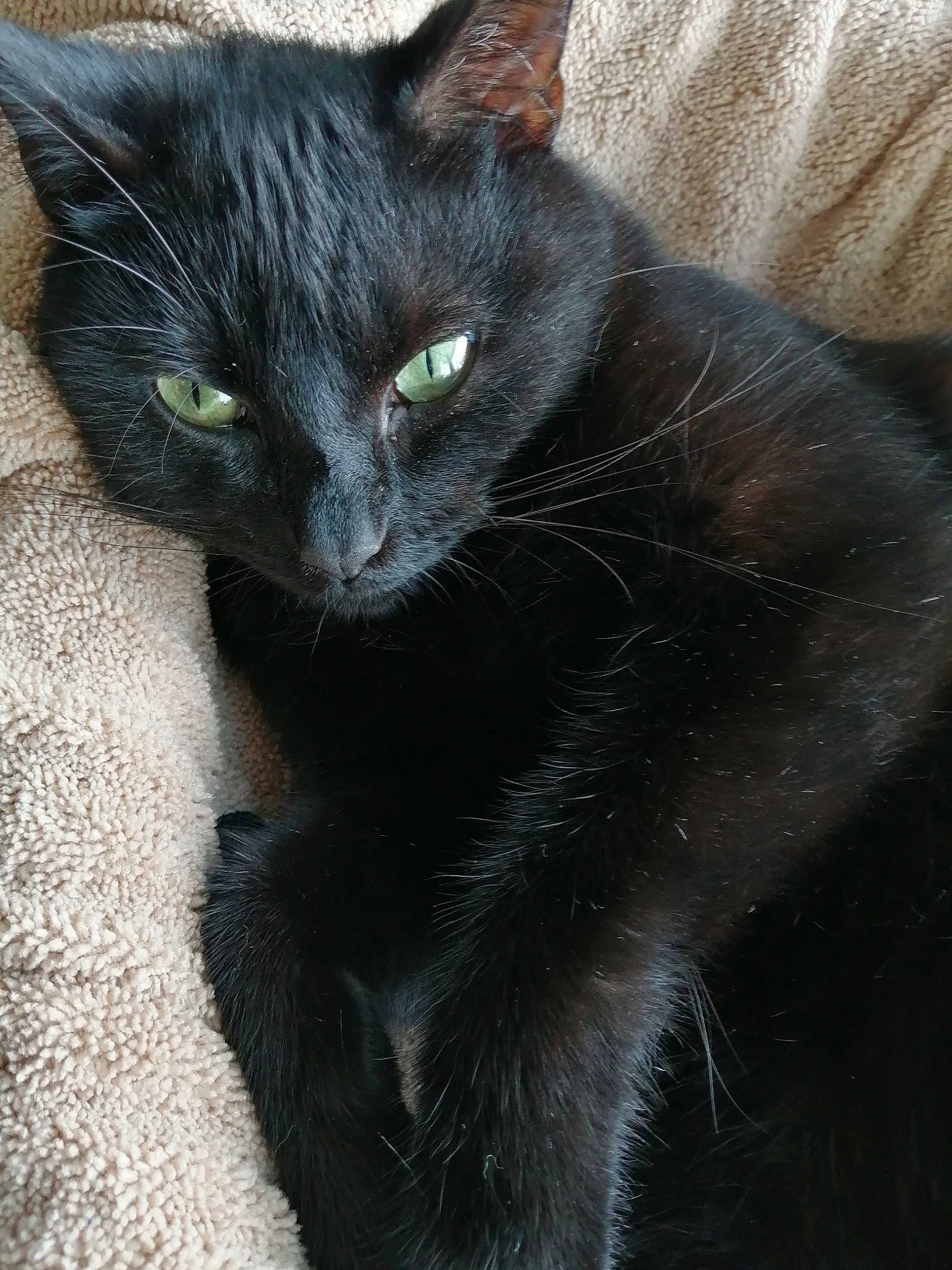 Reese a rejoint le concours — aidez-le/la à gagner de superbes lots ! asian, black_cat, bombay, burmese, carnivore, cat, domestic_short_haired_cat, eye, felidae, fur, korat, mammal, nebelung, small_to_medium_sized_cats, snout, vertebrate, whiskers