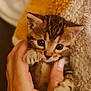Akuna a rejoint le concours — aidez-le/la à gagner de superbes lots ! kitten, cat, tabby, baby_animal, hand, close_up, cute, pet, feline, fur, small, young, domestic_animal, cozy, blanket, soft_texture, indoor, warm, adorable, animal