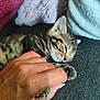 Akuna a rejoint le concours — aidez-le/la à gagner de superbes lots ! kitten, cat, hand, sleeping, furry, tabby, pet, cozy, blanket, couch, paw, cute, indoor, resting, animal, feline, closeup, soft, napping, human