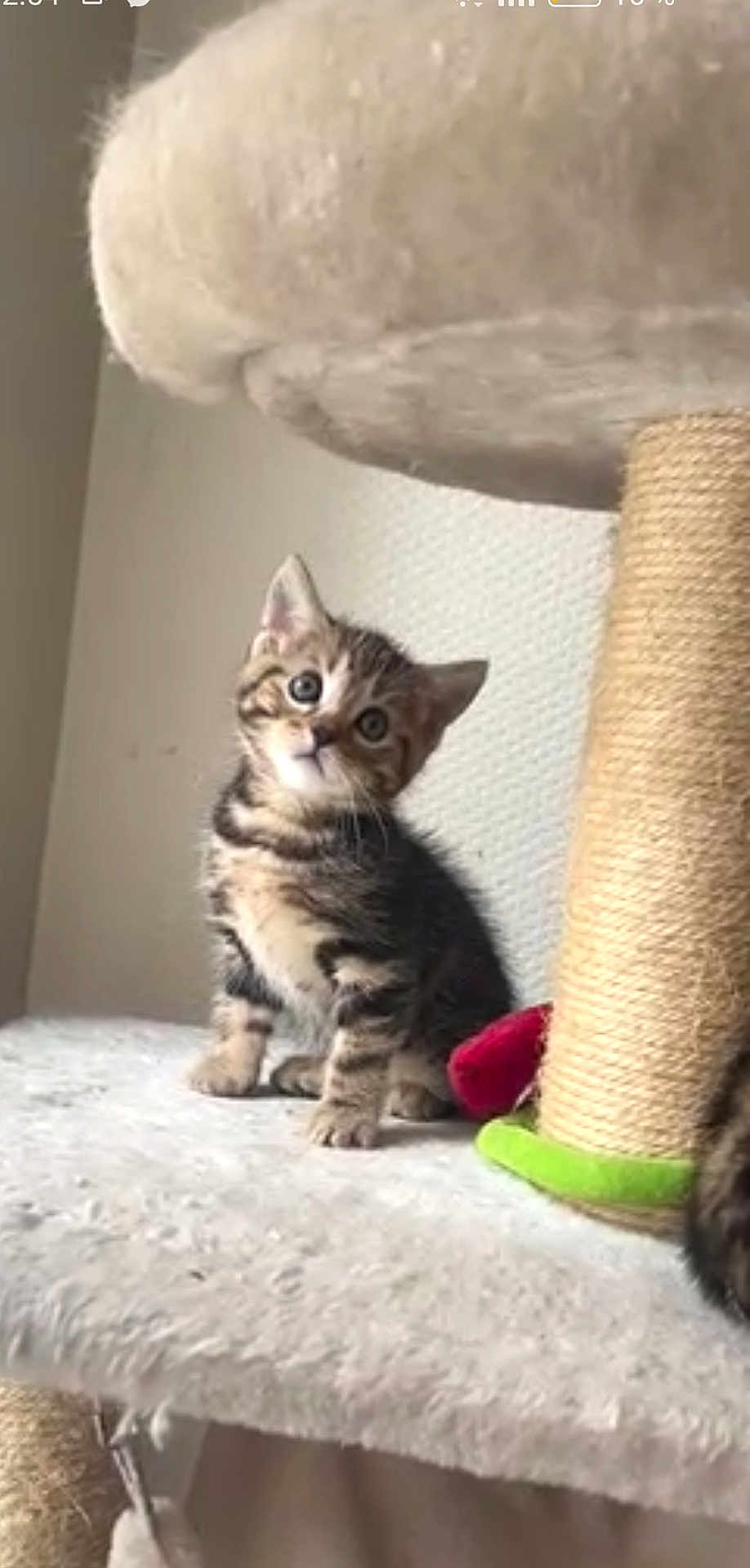 Akuna a rejoint le concours — aidez-le/la à gagner de superbes lots ! kitten, tabby, cat, cat_tree, scratching_post, indoor, pet, cute, feline, curious, young, fur, whiskers, ears, playful, animal, soft, cozy, home, sitting