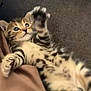 kitten, cat, pet, playful, paws, fur, striped, lying_down, curious, young, animal, whiskers, closeup, indoor, cozy, soft, texture, brown, relaxed, cute