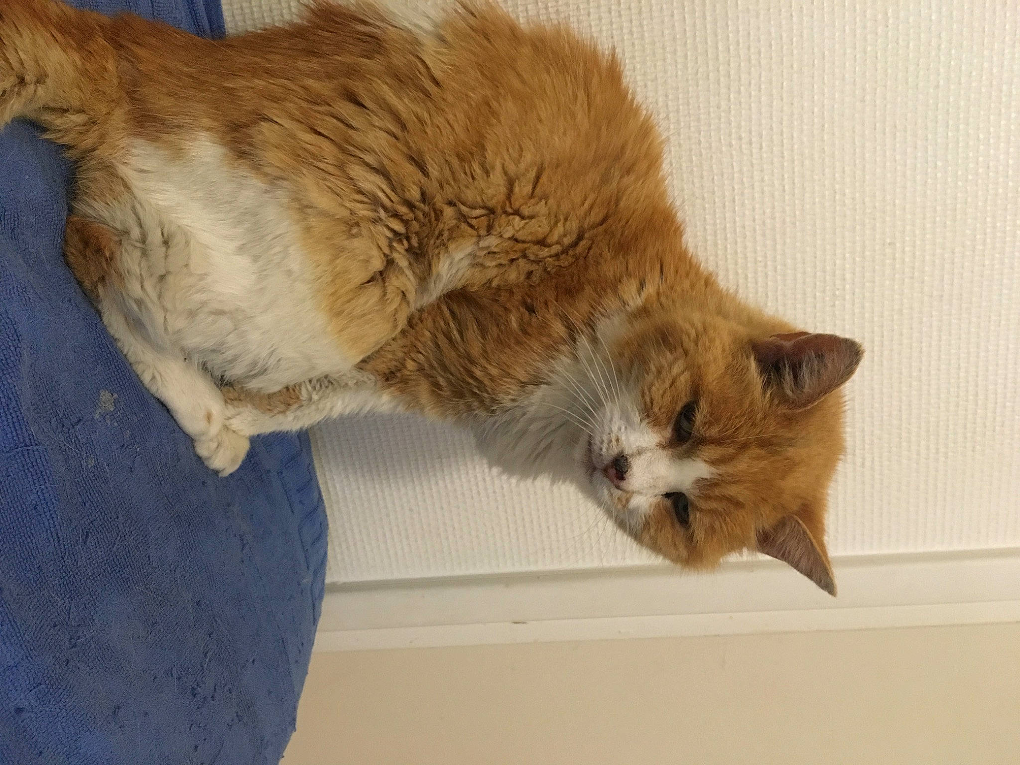 Mimi participe au concours pour gagner de l'argent avec cette photo : carnivore, cat, claw, comfort, domestic_short_haired_cat, fawn, felidae, flooring, fur, paw, small_to_medium_sized_cats, snout, tail, terrestrial_animal, whiskers, wood