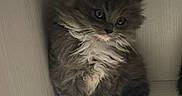 Paisley joined the competition — help win amazing prizes! kitten, cat, fluffy, gray_fur, white_fur, longhair, whiskers, blue_eyes, sitting, paws, cubby, shelf, wood, indoors, portrait, cute, pet, animal, centered, cozy