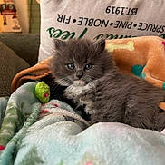 Paisley joined the competition — help win amazing prizes! cat, kitten, gray_fur, fluffy, blue_eyes, white_chest, animal, pet, cuddly, sitting, lying_down, blanket, plush_toy, couch, cushion, cozy, indoors, holiday, portrait, close_up