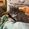 cat, kitten, gray_fur, fluffy, blue_eyes, white_chest, animal, pet, cuddly, sitting, lying_down, blanket, plush_toy, couch, cushion, cozy, indoors, holiday, portrait, close_up
