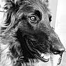 alert, animal, black_and_white, canine, closeup, companion, dog, ears, face, friendly, fur, german_shepherd, happy, indoor, looking_away, muzzle, pet, portrait, snout, whiskers