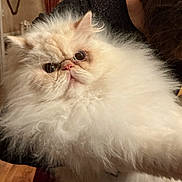 Dunkin joined the competition — help win amazing prizes! cat, persian_cat, fluffy, long_hair, white_fur, close_up, pet, cute, big_eyes, flat_face, portrait, indoor, feline, whiskers, soft_texture, mammal, fur_ball, nose, expression, domestic_animal