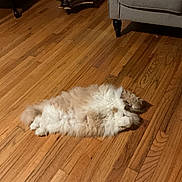 Buzz is registered to the contest to win money with this photo: cat, fluffy_cat, cream_cat, long_hair, hardwood_floor, living_room, sofa, chair, furniture, pet, belly_up, relaxed, indoor, cozy, cute, fur, sleeping, paws, shadow, home