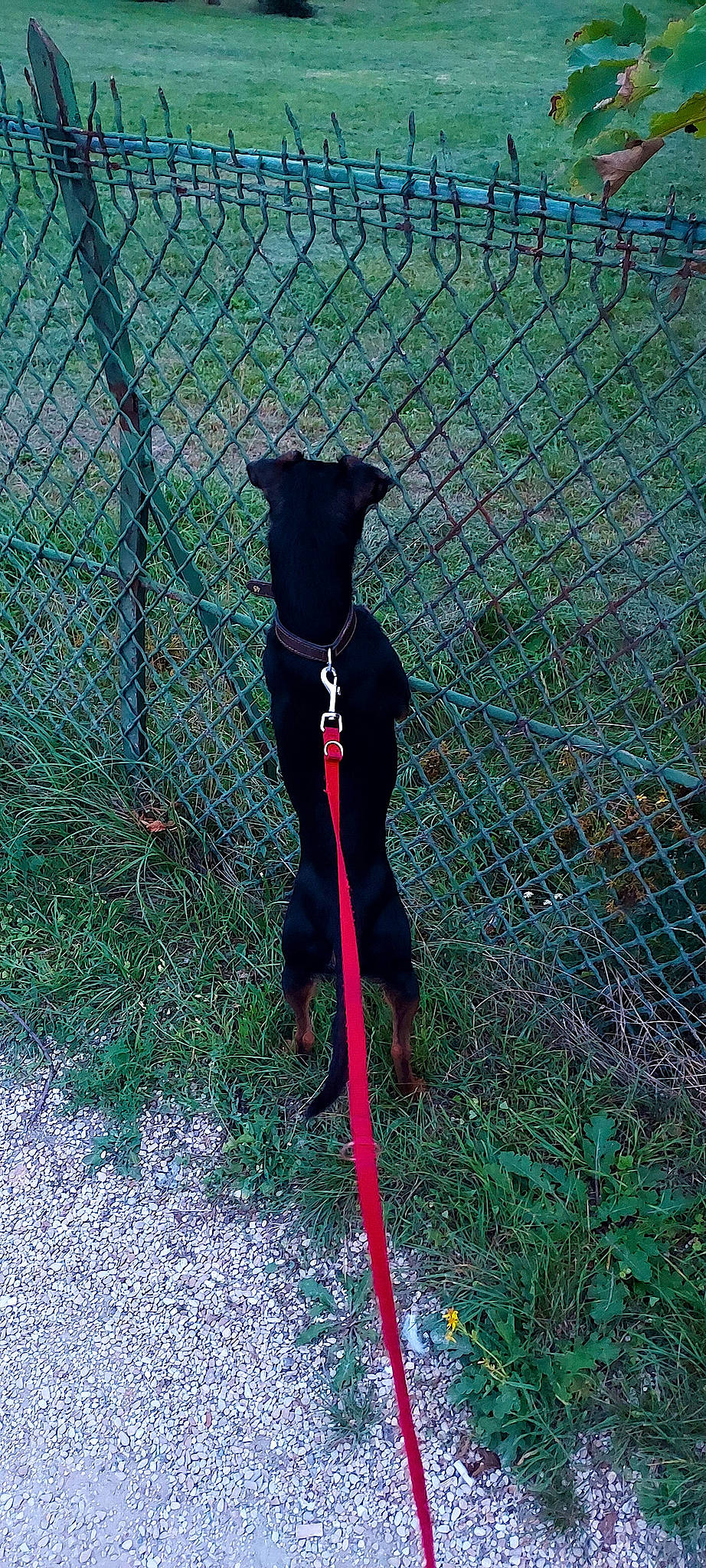 Jump'S participe au concours pour gagner de l'argent avec cette photo : canidae, carnivore, collar, companion_dog, dog, dog_breed, dog_collar, dog_supply, electric_blue, fence, grass, leash, mesh, pet_supply, plant, sporting_group, tail, toy_dog, wire_fencing, working_animal