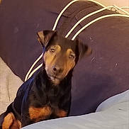 Jump'S participe au concours pour gagner de l'argent avec cette photo : black, brown, cords, couch, cozy, cushion, cute, dog, ears, eyes, fabric, face, fur, head_tilt, indoor, looking, nose, pet, puppy, sitting