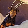 dog, puppy, pet, couch, cushion, indoor, fur, black, brown, ears, face, eyes, nose, looking, head_tilt, cords, fabric, cozy, sitting, cute