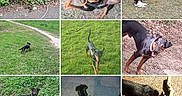 Jump'S a rejoint le concours — aidez-le/la à gagner de superbes lots ! animal, black_dog, canine, collage, daylight, dog, exploring, forest, grass, happy, leash, nature, outdoor, park, path, pet, playing, stick, tan_dog, walking