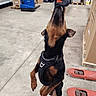 Jump'S participe au concours pour gagner de l'argent avec cette photo : active, animal, black_and_tan, canine, cardboard_boxes, concrete_floor, doberman, dog, equipment, harness, indoor, industrial, jumping, motion, pallet, pet, pipes, playful, warehouse, working_dog