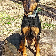 Jump'S a rejoint le concours — aidez-le/la à gagner de superbes lots ! attentive, black_and_tan, canine, collar, dog, eyes, fallen_leaves, fur, leaves, nature, nose, outdoors, paws, pet, portrait, shadow, sitting, stump, sunlight, tree_stump