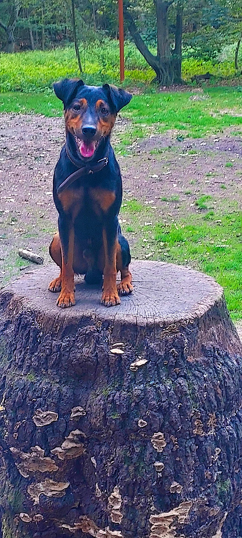 Jump'S a rejoint le concours — aidez-le/la à gagner de superbes lots ! canidae, carnivore, collar, companion_dog, dog, dog_breed, grass, groundcover, guard_dog, hunting_dog, sporting_group, terrestrial_animal, working_animal, working_dog