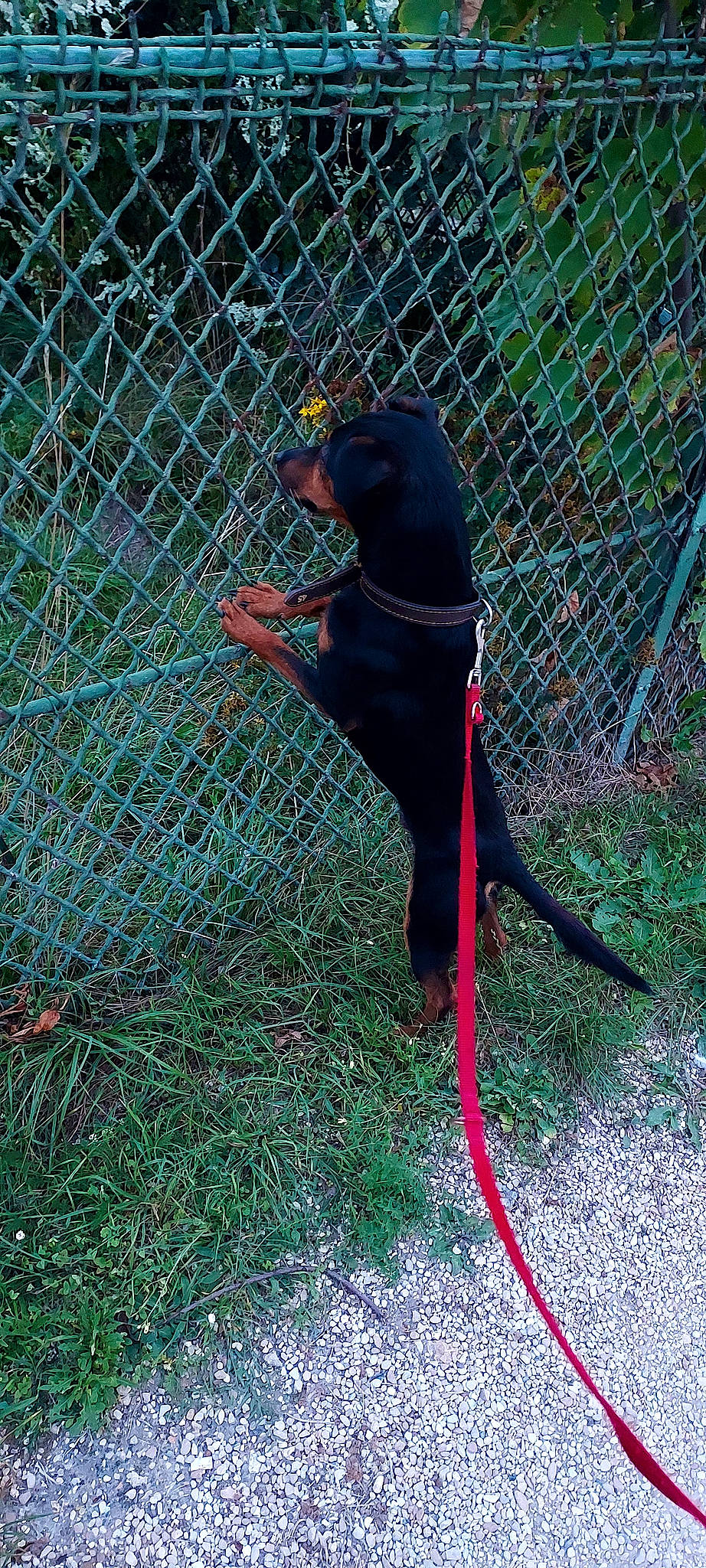 Jump'S participe au concours pour gagner de l'argent avec cette photo : beak, canidae, carnivore, chain_link_fencing, collar, dog, dog_breed, dog_supply, fence, grass, leash, liver, mesh, pet_supply, plant, sporting_group, tail, terrestrial_animal, wire_fencing, working_animal