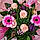 Fleurs V.