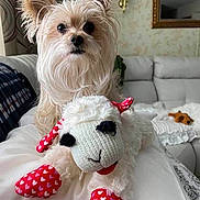 Brody is registered to the contest to win money with this photo: couch, cozy, curious, cute, dog, fur, heart_pattern, home, indoor, knitted_toy, lamp, living_room, mirror, pet, plush, red, small_dog, sofa, toy, white