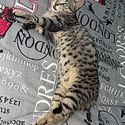 Maryline participe au concours pour gagner de l'argent avec cette photo : cat, tabby_cat, spotted, lying_down, bedspread, text_print, red_bus, double_decker_bus, curious, looking_up, pet, indoor, feline, animal, stripes, whiskers, paws, ears, fur, relaxed