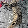 Maryline participe au concours pour gagner de l'argent avec cette photo : animal, bedspread, cat, curious, double_decker_bus, ears, feline, fur, indoor, looking_up, lying_down, paws, pet, red_bus, relaxed, spotted, stripes, tabby_cat, text_print, whiskers