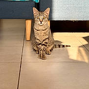 Maryline a rejoint le concours — aidez-le/la à gagner de superbes lots ! cat, tabby, pet, animal, indoor, floor, tile, sunlight, shadow, couch, furniture, curious, sitting, whiskers, ears, tail, striped, mammal, domestic, cute