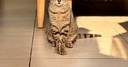 Maryline a rejoint le concours — aidez-le/la à gagner de superbes lots ! animal, cat, couch, curious, cute, domestic, ears, floor, furniture, indoor, mammal, pet, shadow, sitting, striped, sunlight, tabby, tail, tile, whiskers