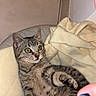 Maryline a rejoint le concours — aidez-le/la à gagner de superbes lots ! cat, kitten, tabby, pet, animal, feline, blanket, indoor, fur, paw, claws, curious, wide_eyes, soft, cozy, resting, cute, young_cat, striped, nail