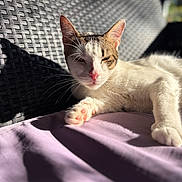 Yoko a rejoint le concours — aidez-le/la à gagner de superbes lots ! cat, animal, pet, feline, sunlight, shadow, relaxing, resting, purple_blanket, woven_chair, outdoor, closeup, whiskers, pink_nose, paw, texture, daylight, calm, cozy, portrait