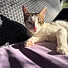cat, animal, pet, feline, sunlight, shadow, relaxing, resting, purple_blanket, woven_chair, outdoor, closeup, whiskers, pink_nose, paw, texture, daylight, calm, cozy, portrait
