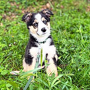 Naya a rejoint le concours — aidez-le/la à gagner de superbes lots ! puppy, dog, grass, leash, outdoor, nature, greenery, cute, pet, animal, sitting, fur, black, white, tan, young, collar, leaf, plant, daylight