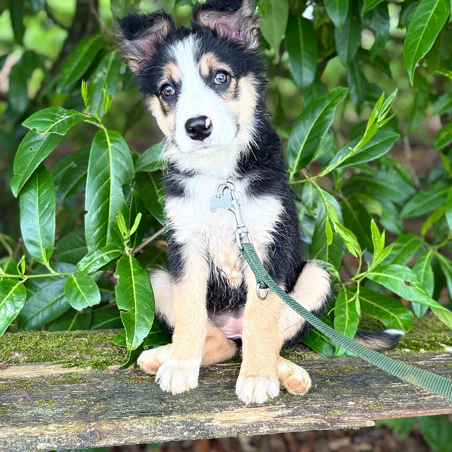 Naya
